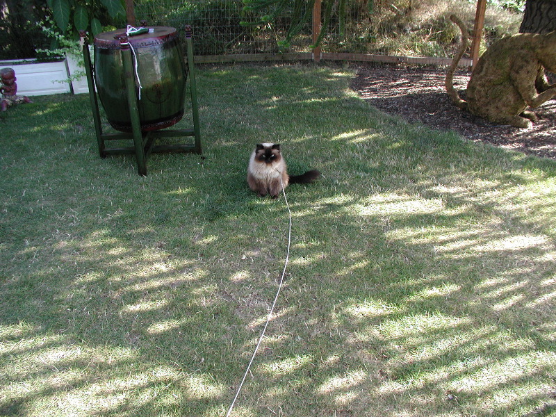 Cat on a leash