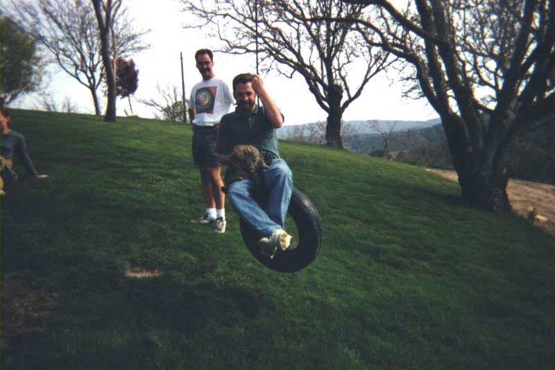 Swinging with cats