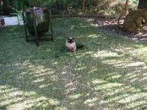 Cat on a leash