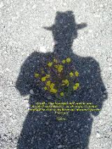 Shadowv4